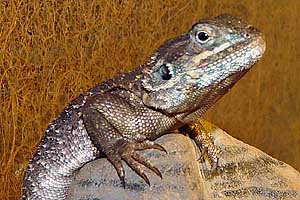 Xenagama batillifera